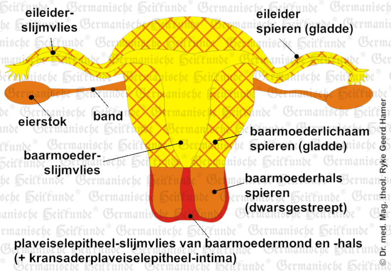 Orgaan Eileider Symptomen