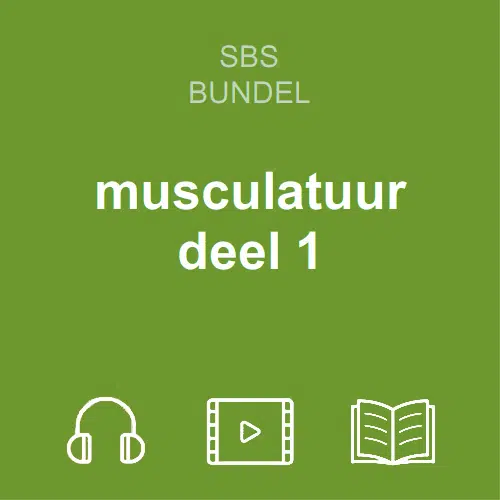 musculatuur1 bundel nl