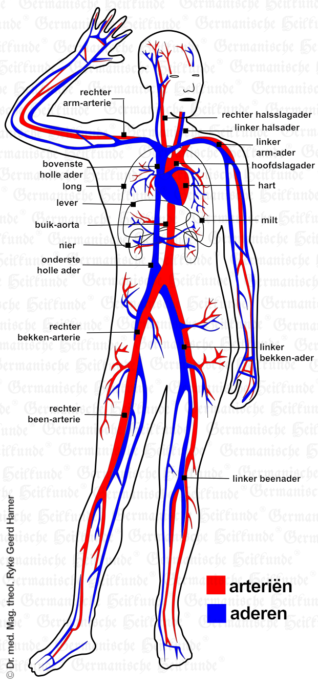 Orgaan Bloed