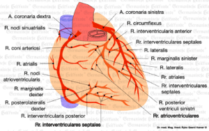 hart-kransvaten