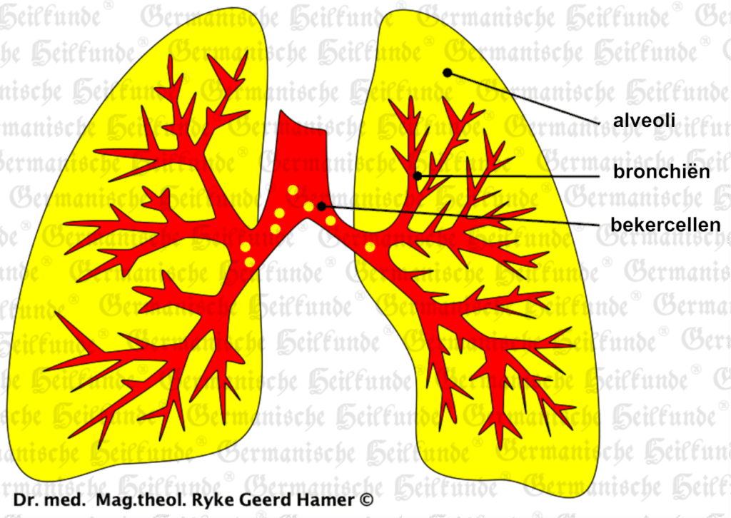 longen en bronchiën