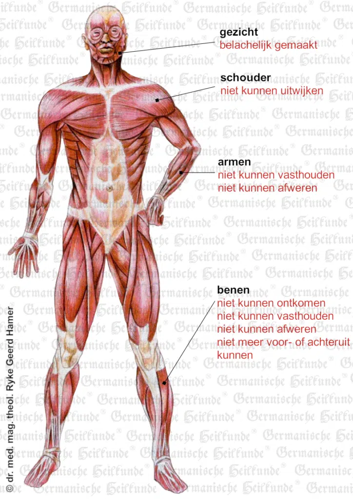 musculatuur