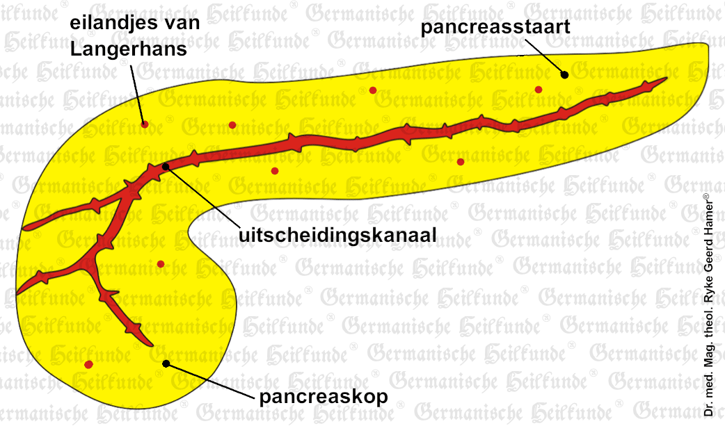 Orgaan pancreas